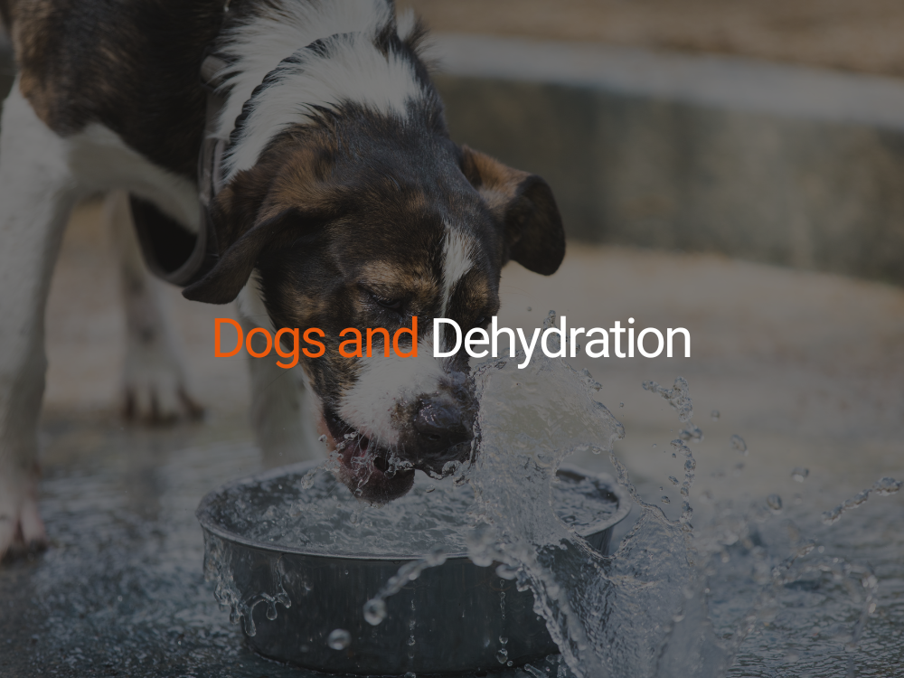 Dogs and Dehydration: Signs, Prevention & When to Worry