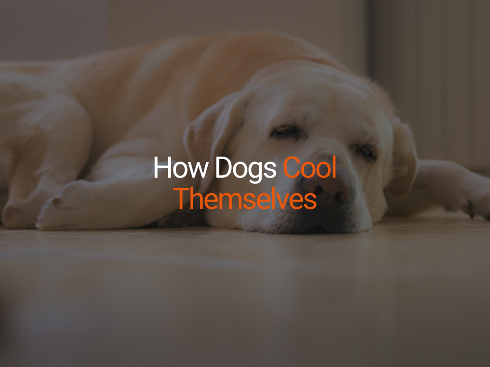 How Dogs Cool Themselves: Understanding Canine Thermoregulation