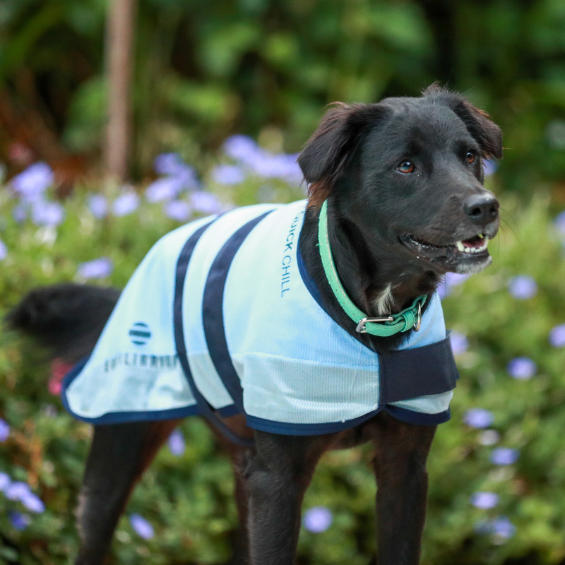 Quick Chill Dog Coat