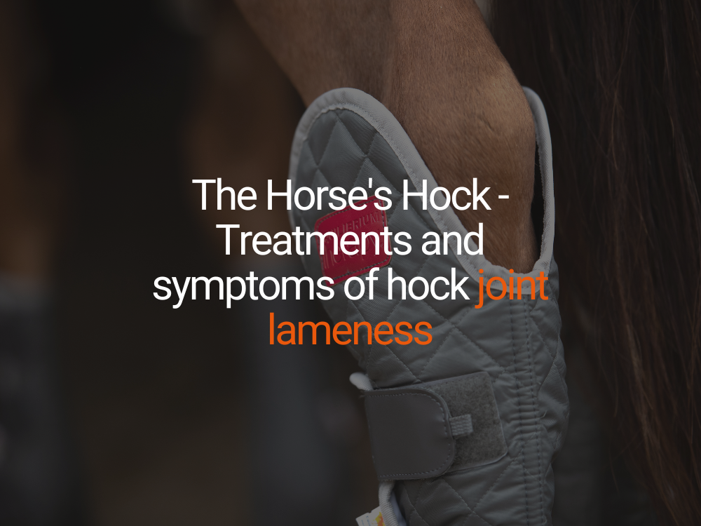 The Horse's Hock - Treatments and symptoms of hock joint lameness