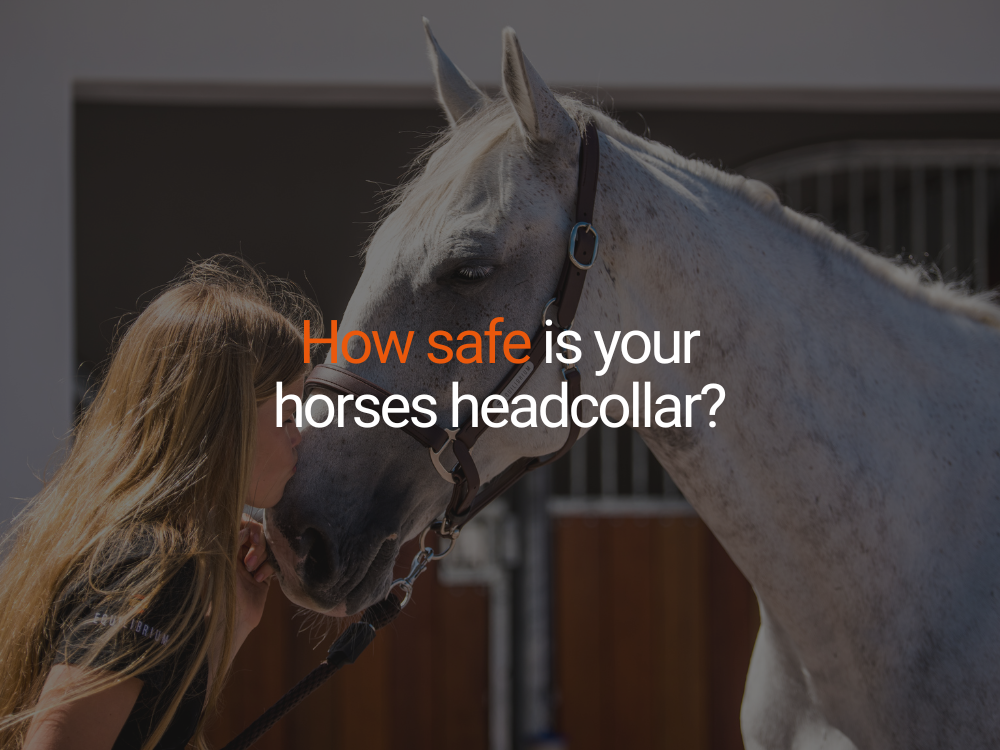 How Safe is Your Horse's Headcollar?