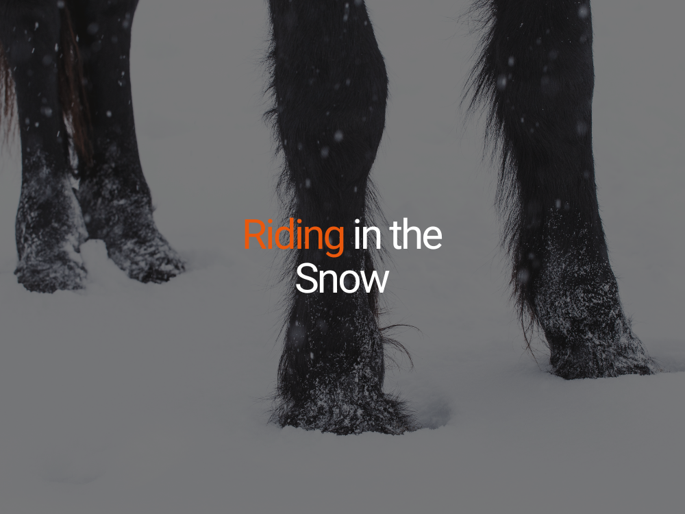 Riding Horses in Winter and the Snow