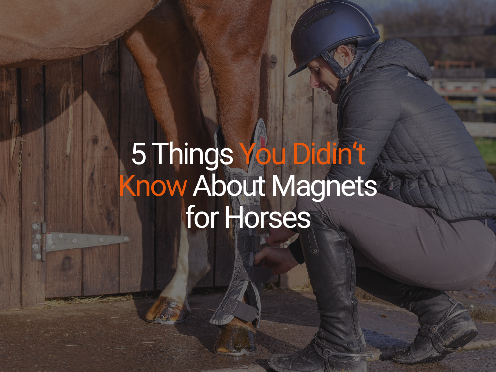 5 Things You Didn’t Know About Magnets for Horses
