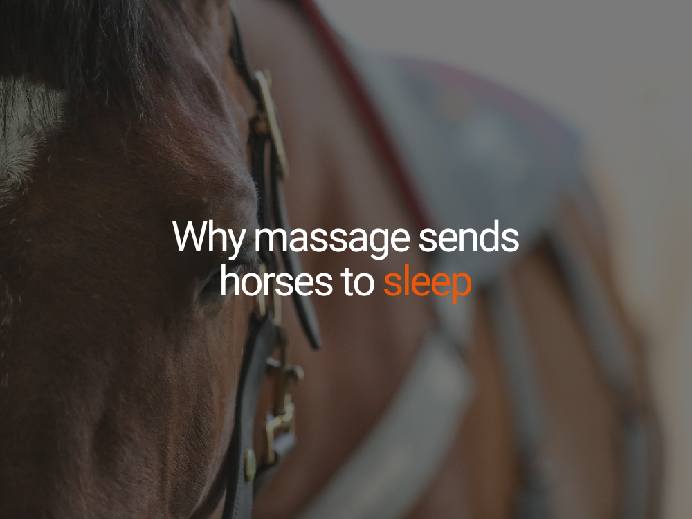 Why Massage sends horses to sleep