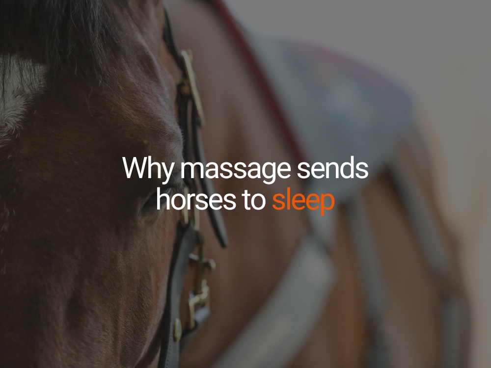 Why Massage Sends Horses to Sleep