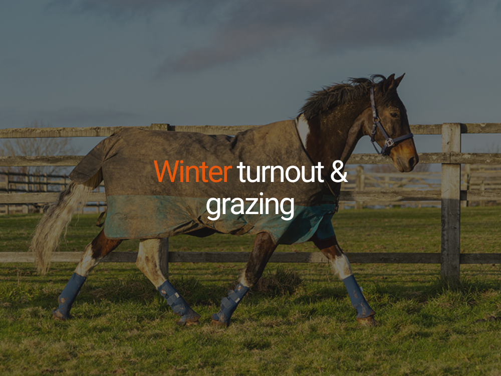 Winter Turnout and Grazing for Horses: A Guide to Living Out 24/7
