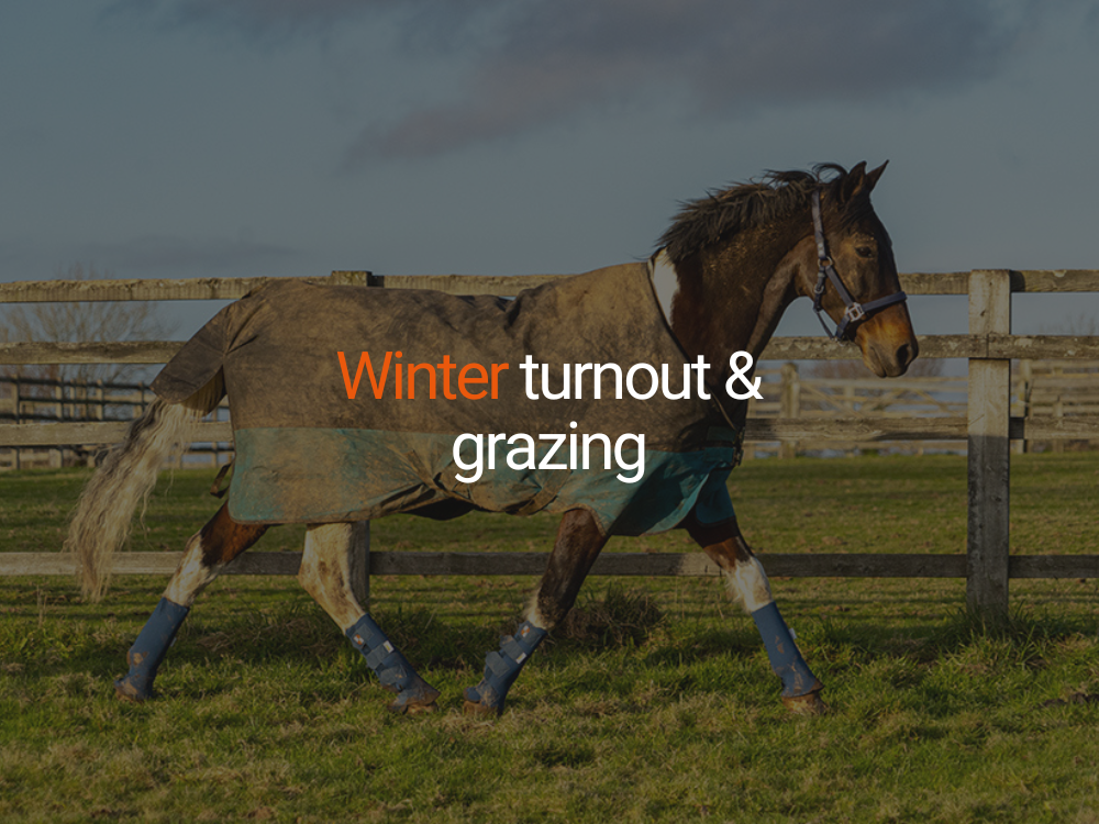 Winter Turnout and Grazing for Horses, including horses living out 24/7