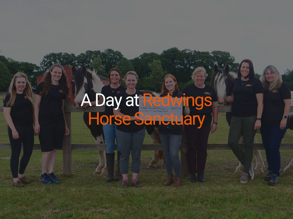 A Day at Redwings Horse Sanctuary