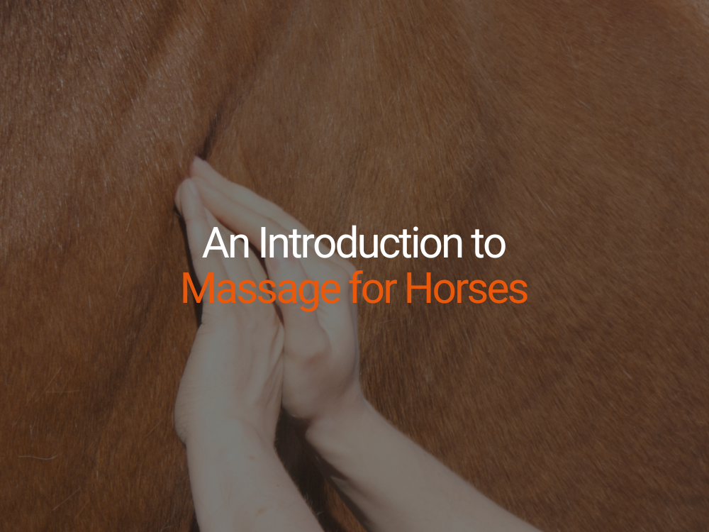 An Introduction to Equine Massage: Unlocking Your Horse’s Full Potential