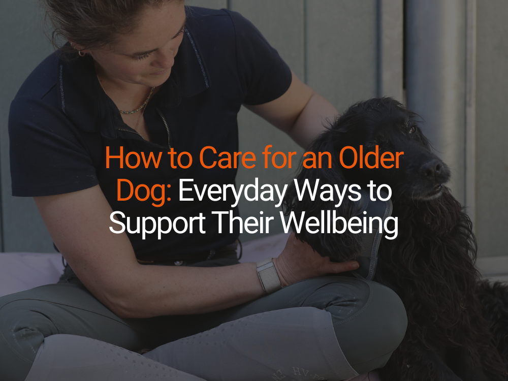 How to Care for an Older Dog: Everyday Ways to Support Their Wellbeing