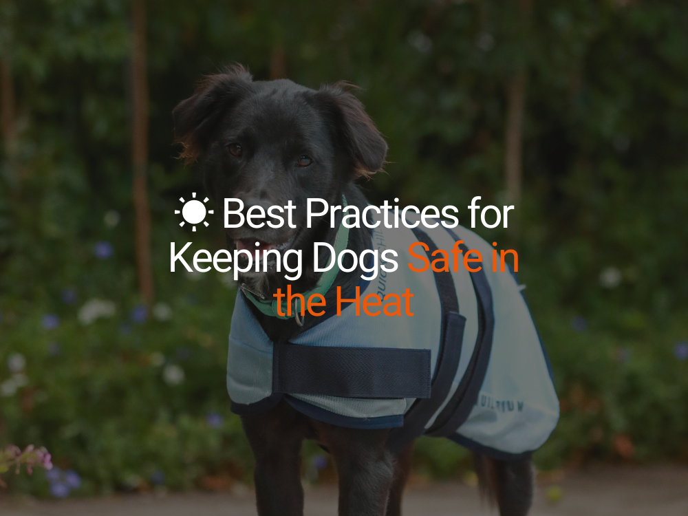 ☀️ Best Practices for Keeping Dogs Safe in the Heat