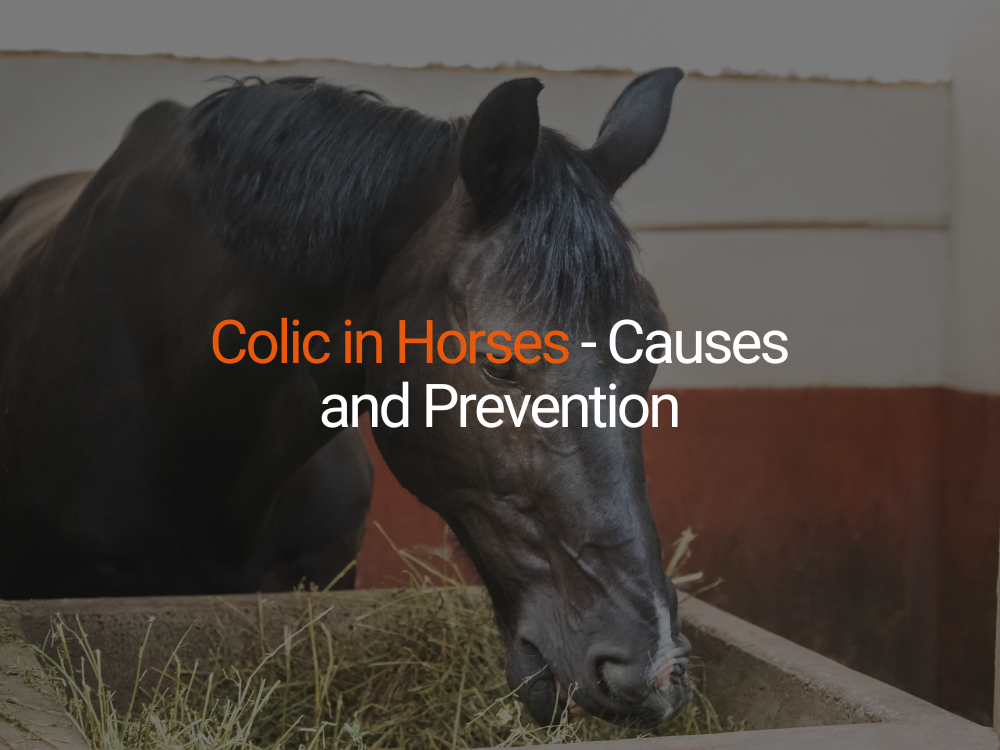 Colic in horses - causes and prevention