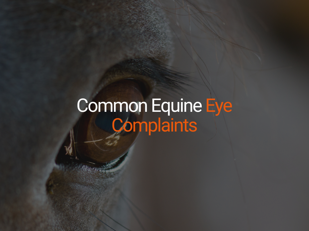 Common Equine Eye Complaints