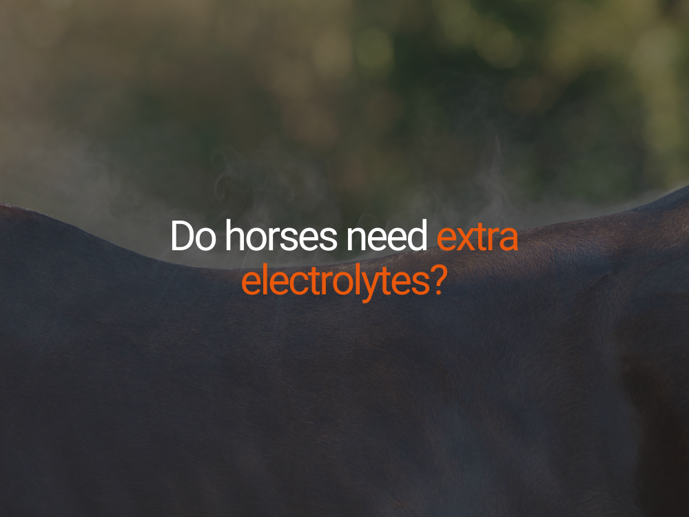 Do horses need extra electrolytes?