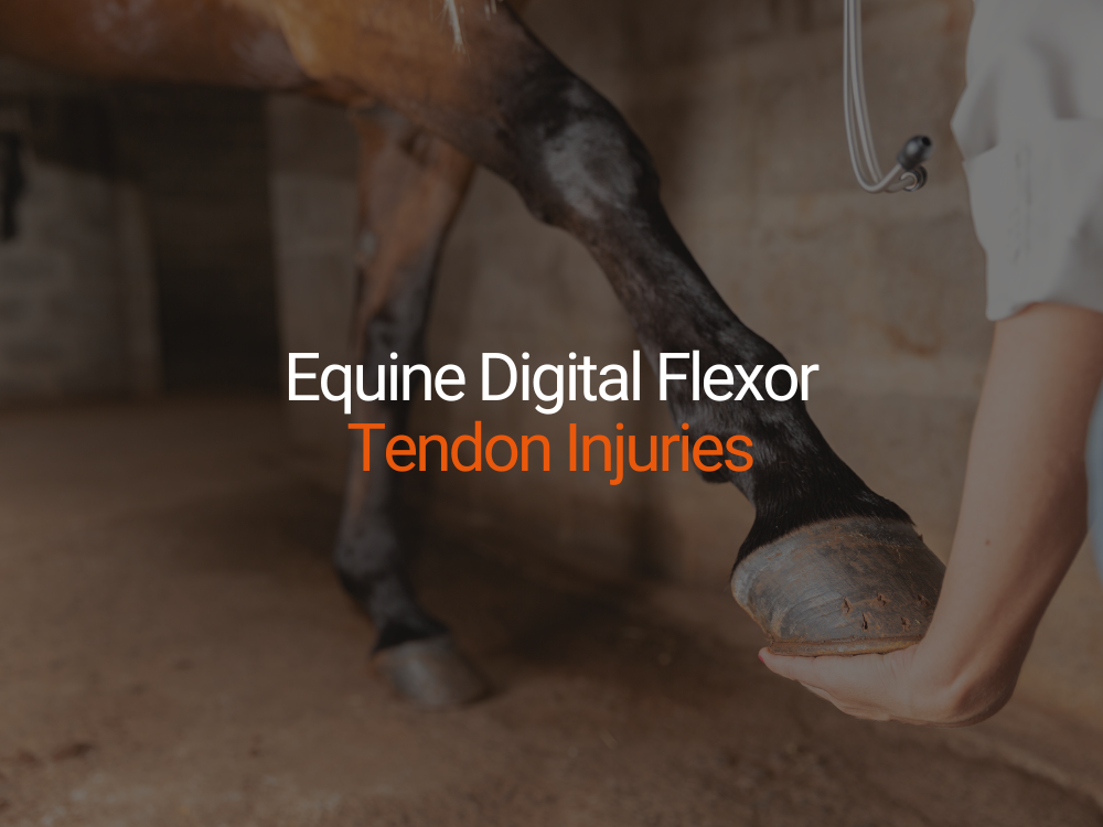 Equine Digital Flexor Tendon Injuries