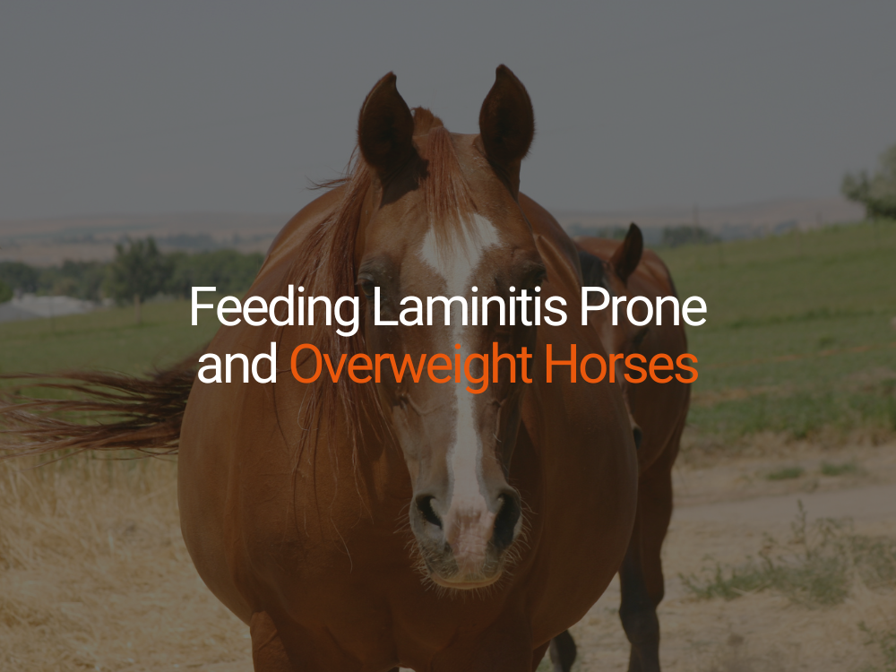 Feeding Laminitis Prone and Overweight Horses