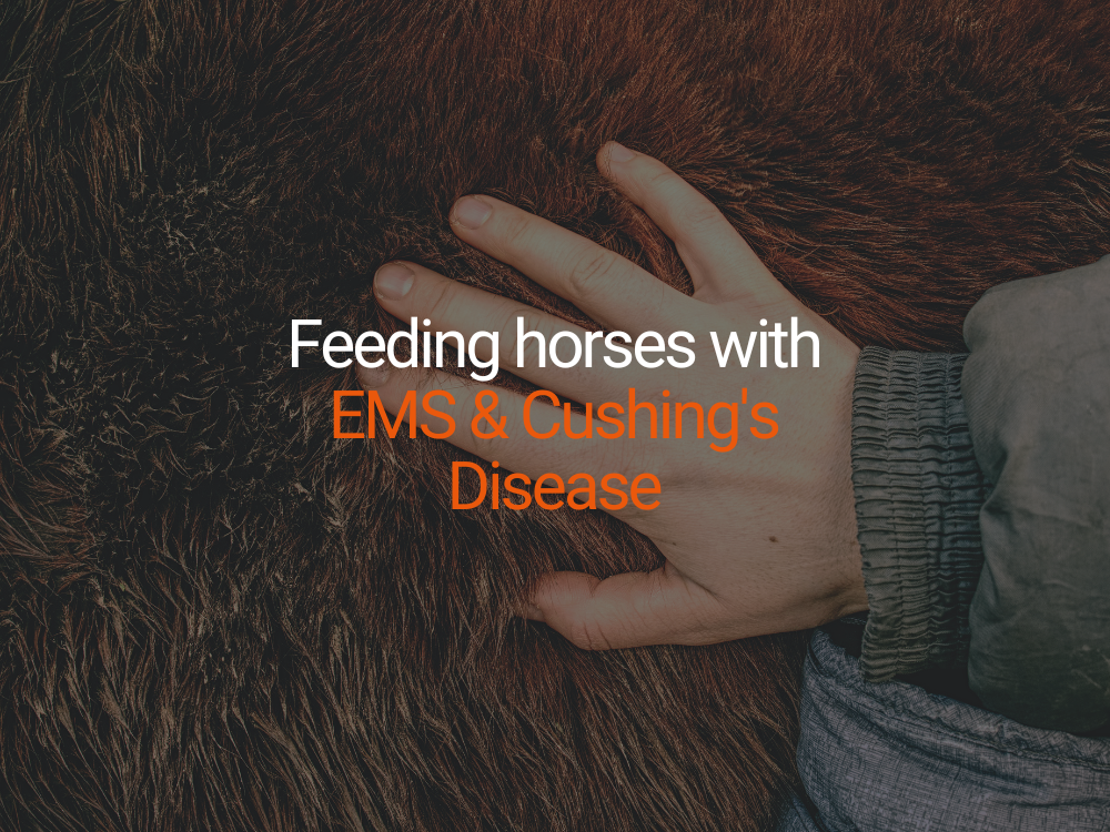 Feeding horses with EMS & Cushing's Disease