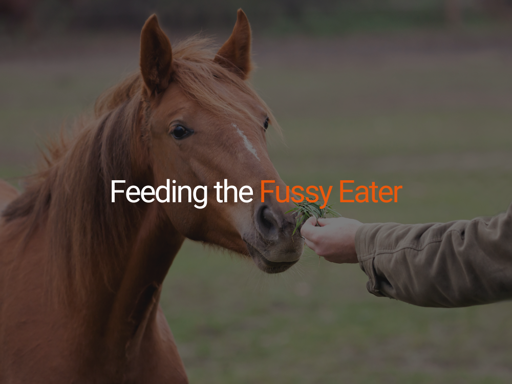 Feeding the Fussy Eater