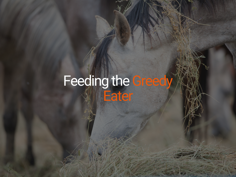 Feeding the Greedy Eater: Why It’s Important to Slow Down Your Horse's Eating and How to Do It