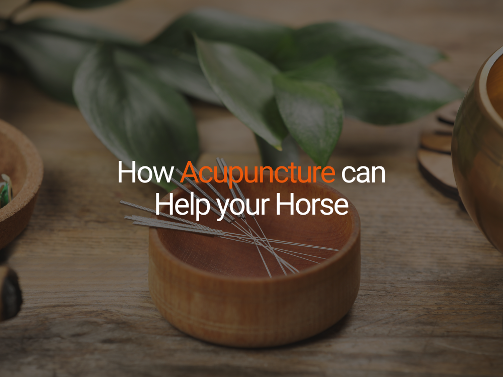 How Acupuncture can help your horse