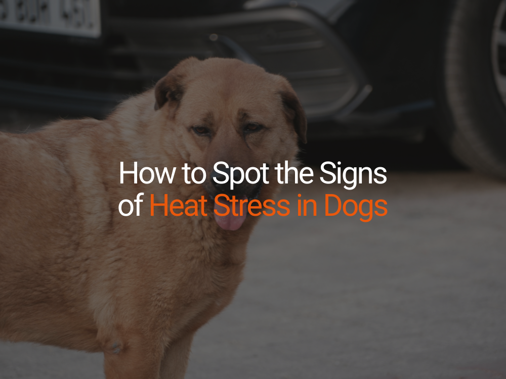 How to Spot the Signs of Heat Stress in Dogs – and What to Do About It