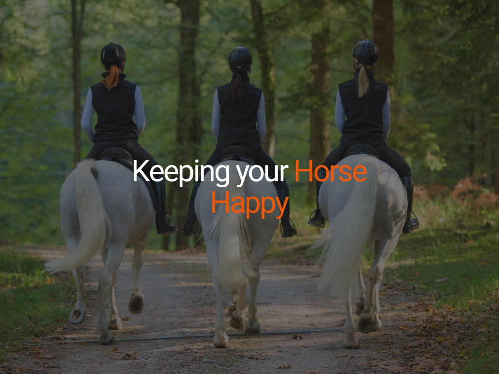 Keeping your horse happy