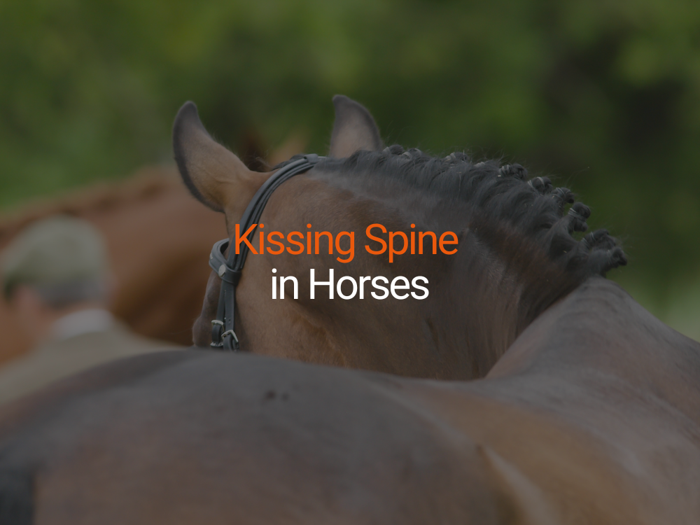 Kissing Spine in Horses