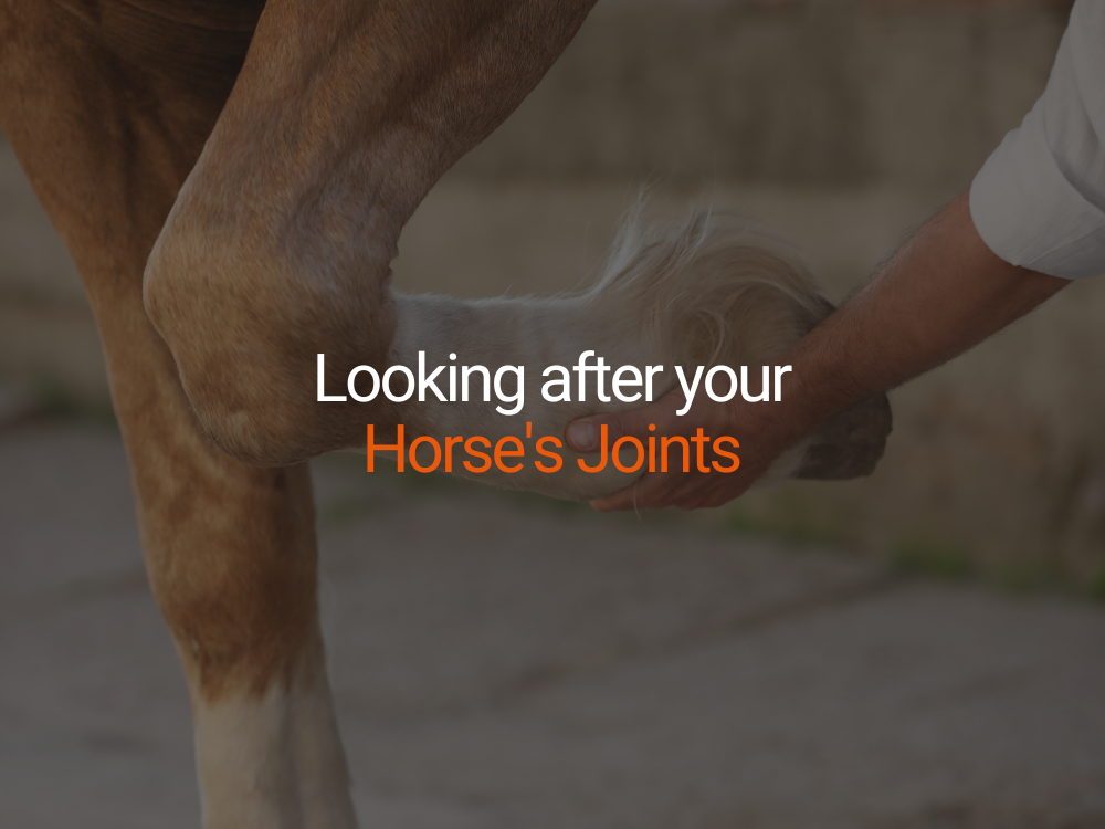 Looking after your horse's joints