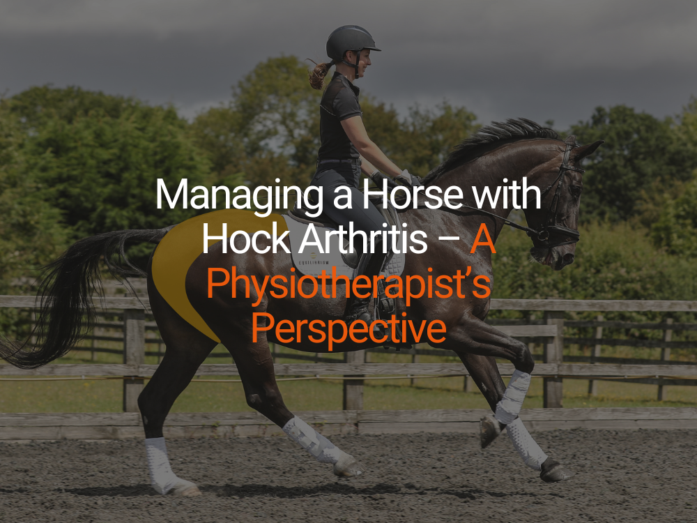 Managing a Horse with Hock Arthritis – A Physiotherapist’s Perspective