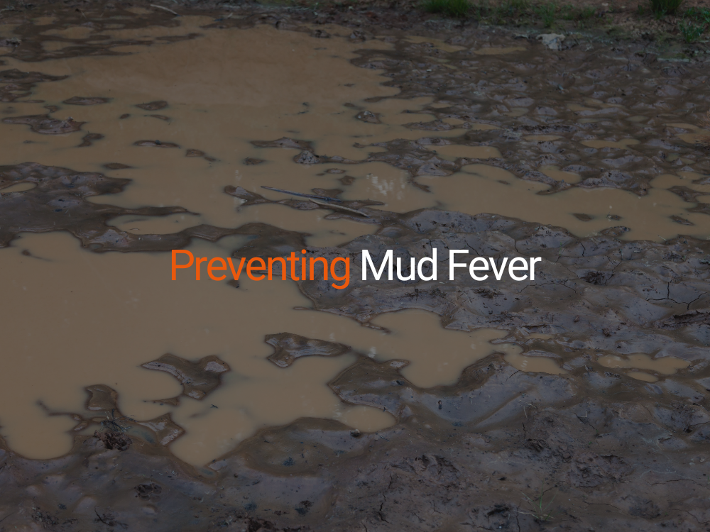 Preventing Mud Fever