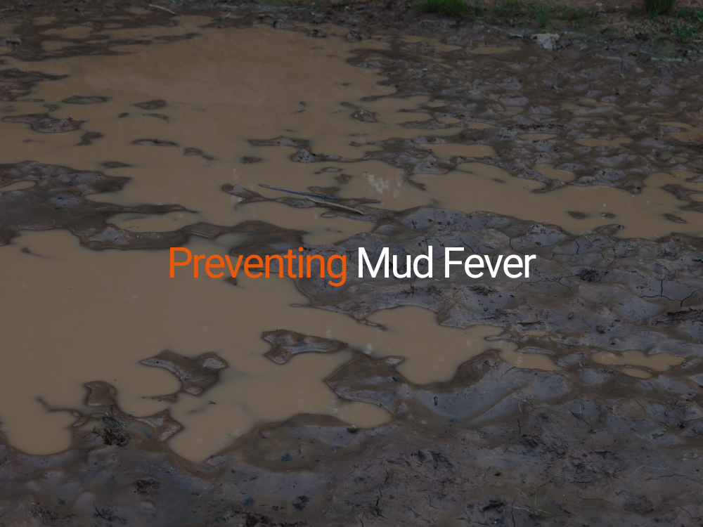 How to Prevent Mud Fever in Horses