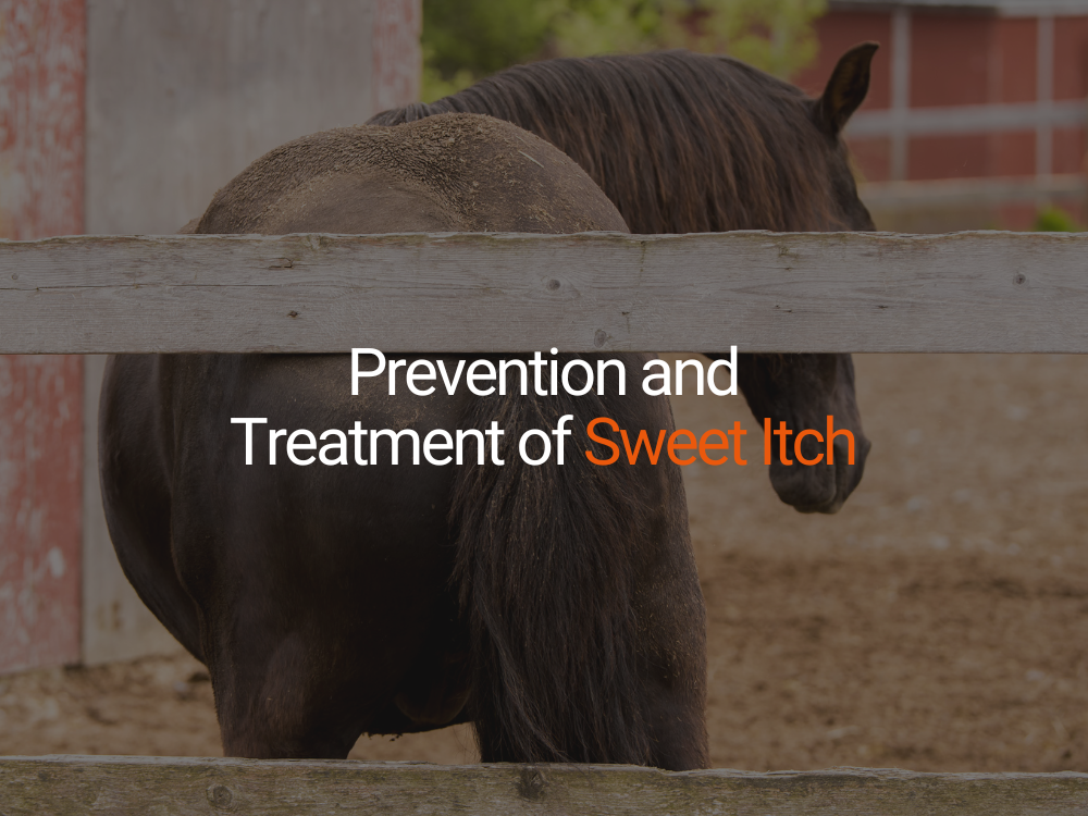 Prevention and Treatment of Sweet Itch