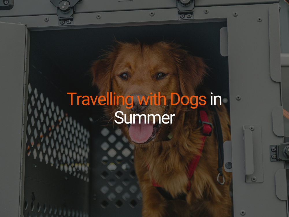 Travelling with Dogs in Summer: Tips for a Safe and Comfortable Journey