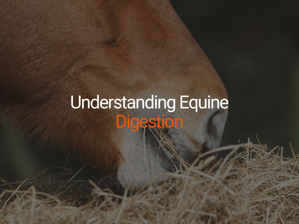 Understanding Equine Digestion