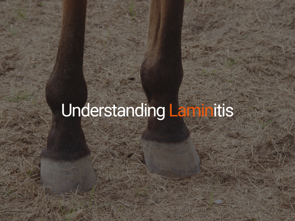 Understanding Laminitis