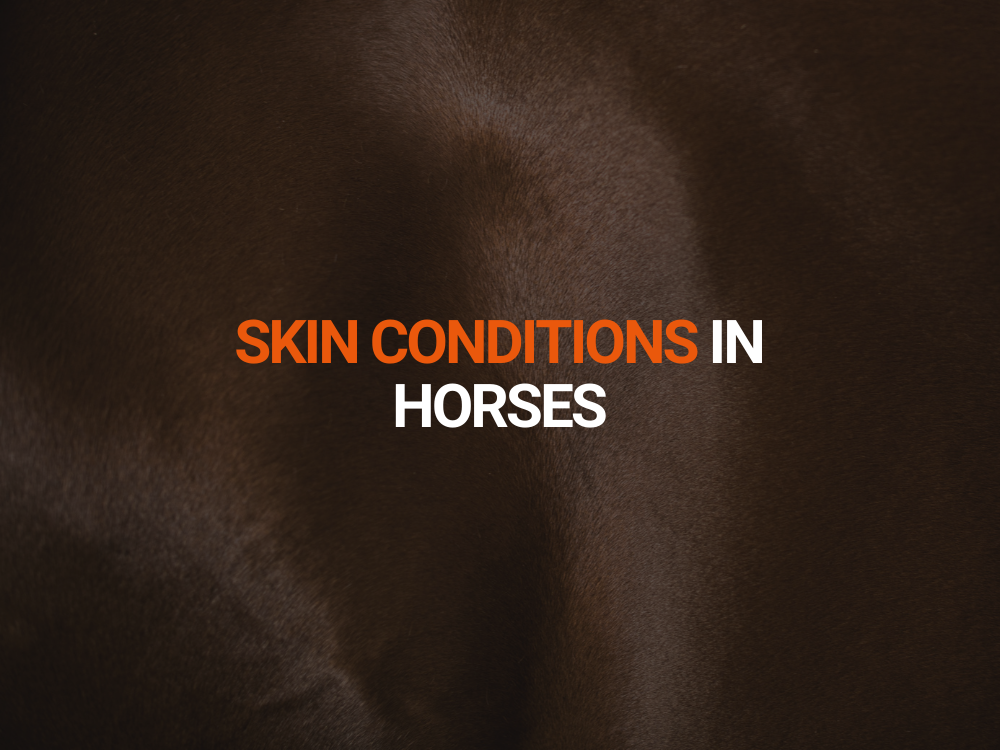 Skin Conditions in Horses