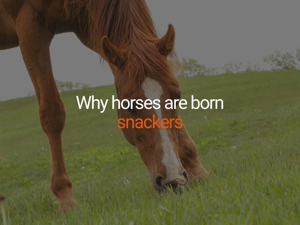 Why horses are born snackers