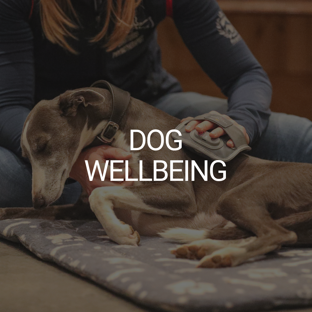 Dog Wellbeing