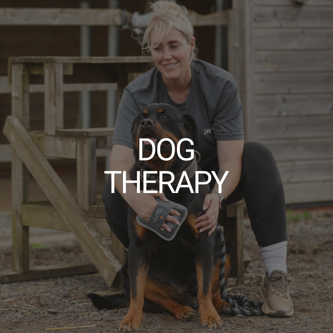 Dog Therapy