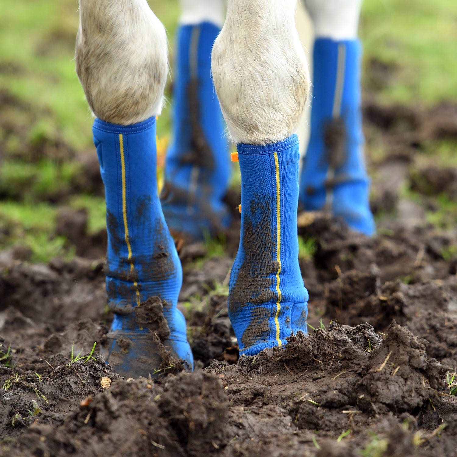 Chaps Equi-Chaps Close Contact