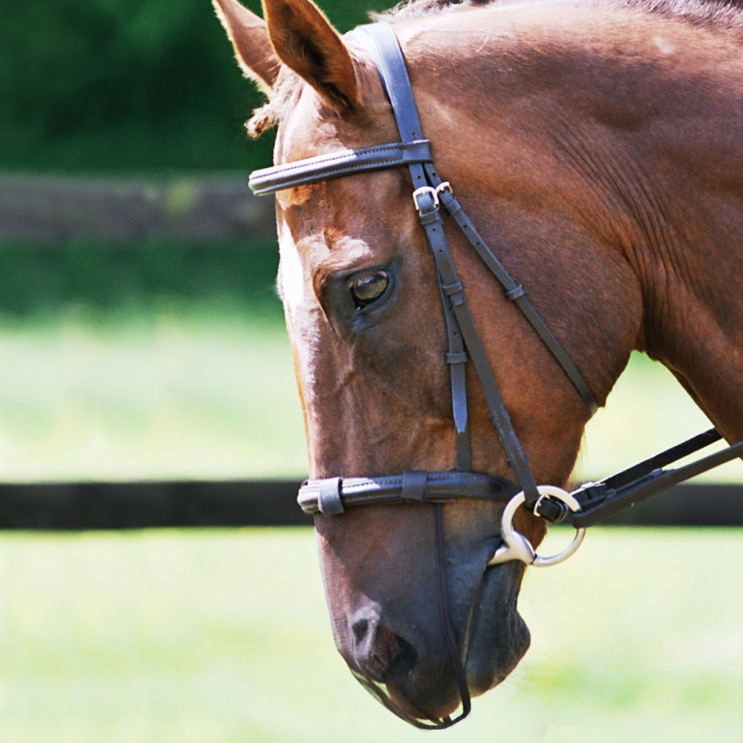 Net Relief Muzzle Net | Nose Net from Equilibrium