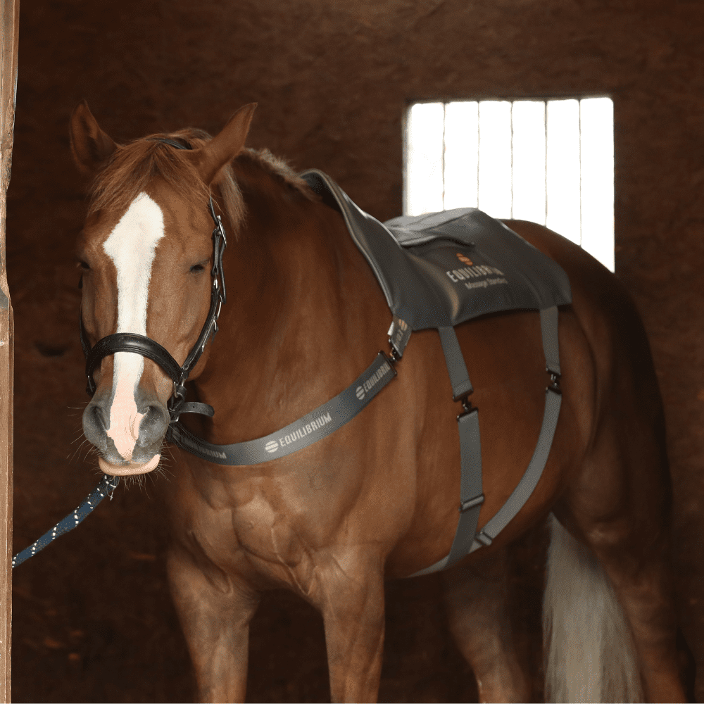 EQUILIBRIUM Therapy® Massage Pad Heatsense - World Equestrian Brands